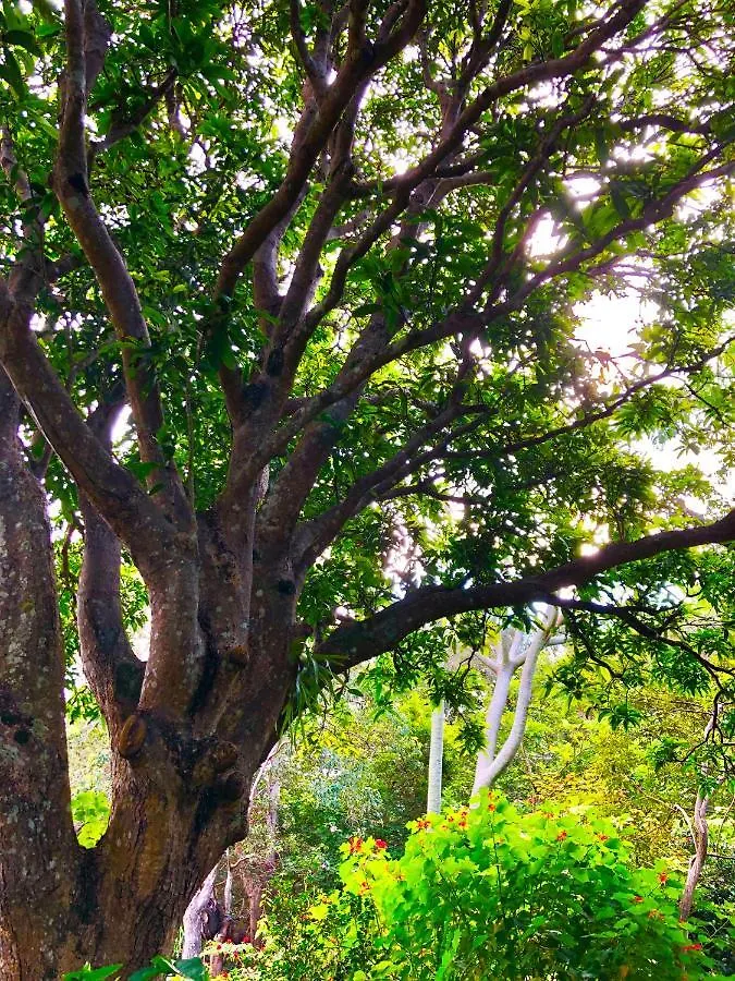 Bed and Breakfast Graces Of Byron Byron Bay 0*,